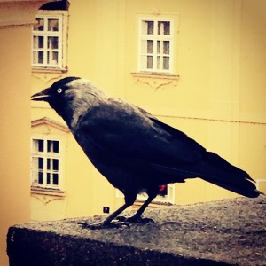 Charles Bridge Crow  